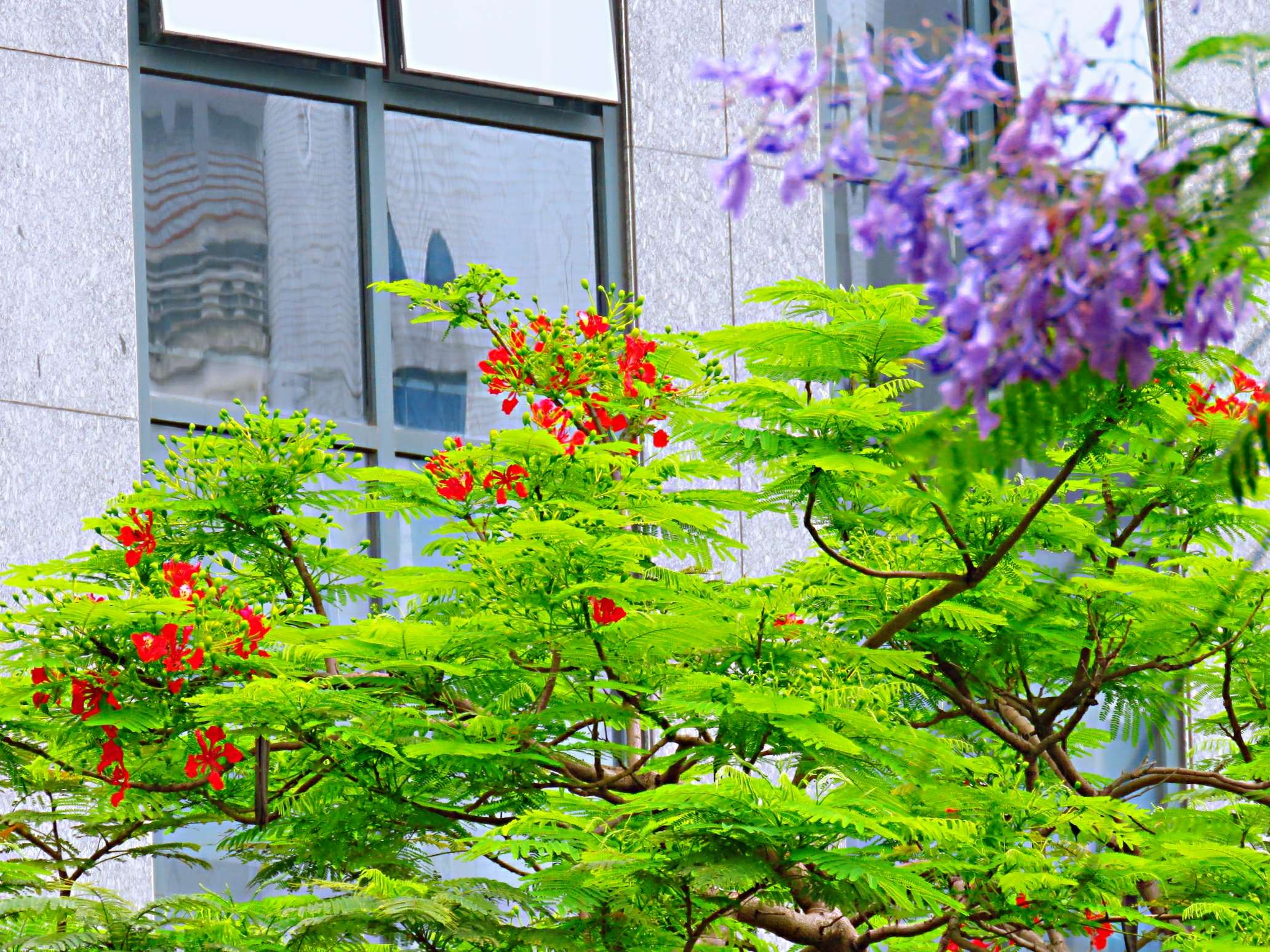 藍花楹和紅花楹的區別