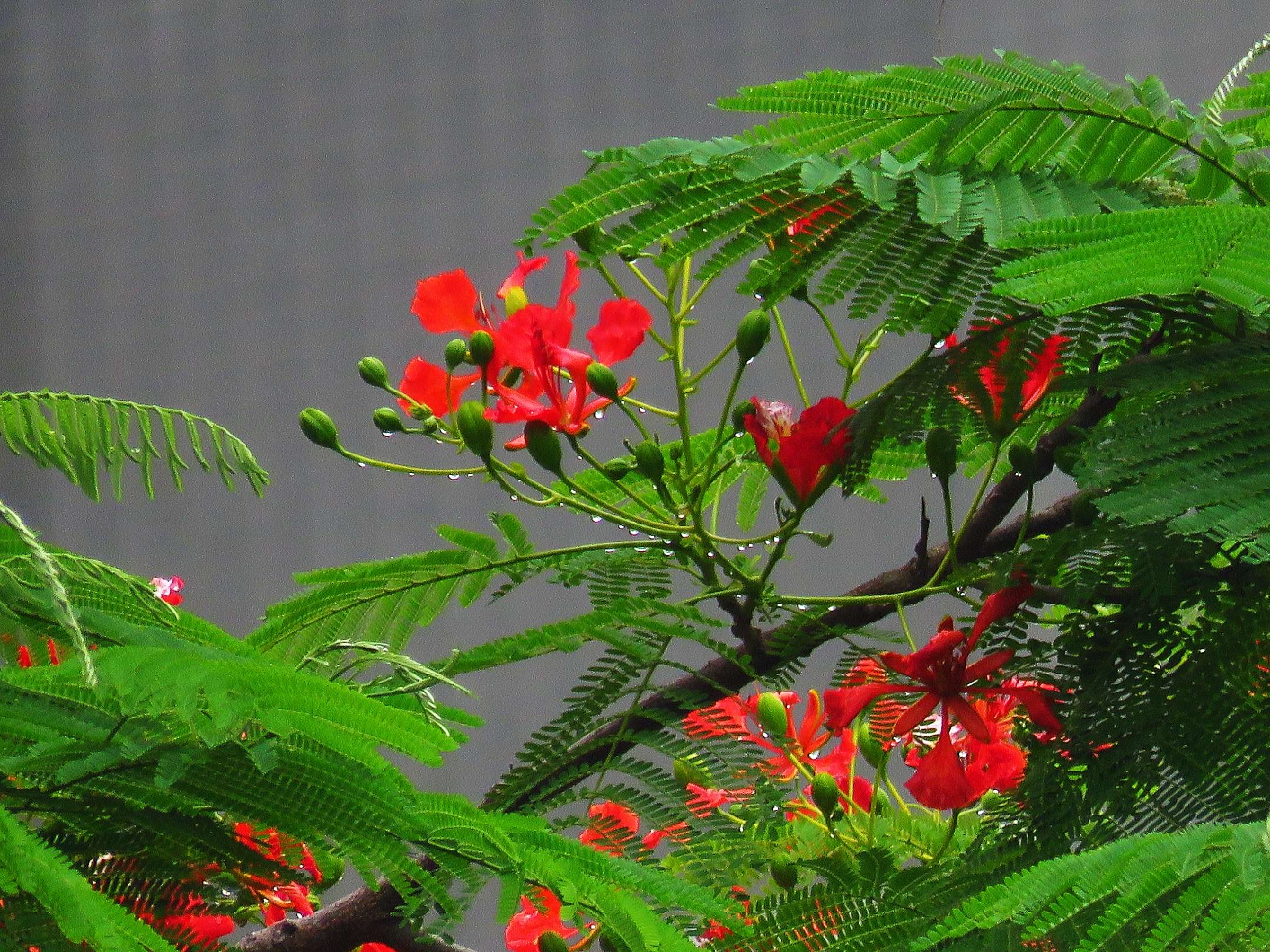 藍花楹和紅花楹的區別