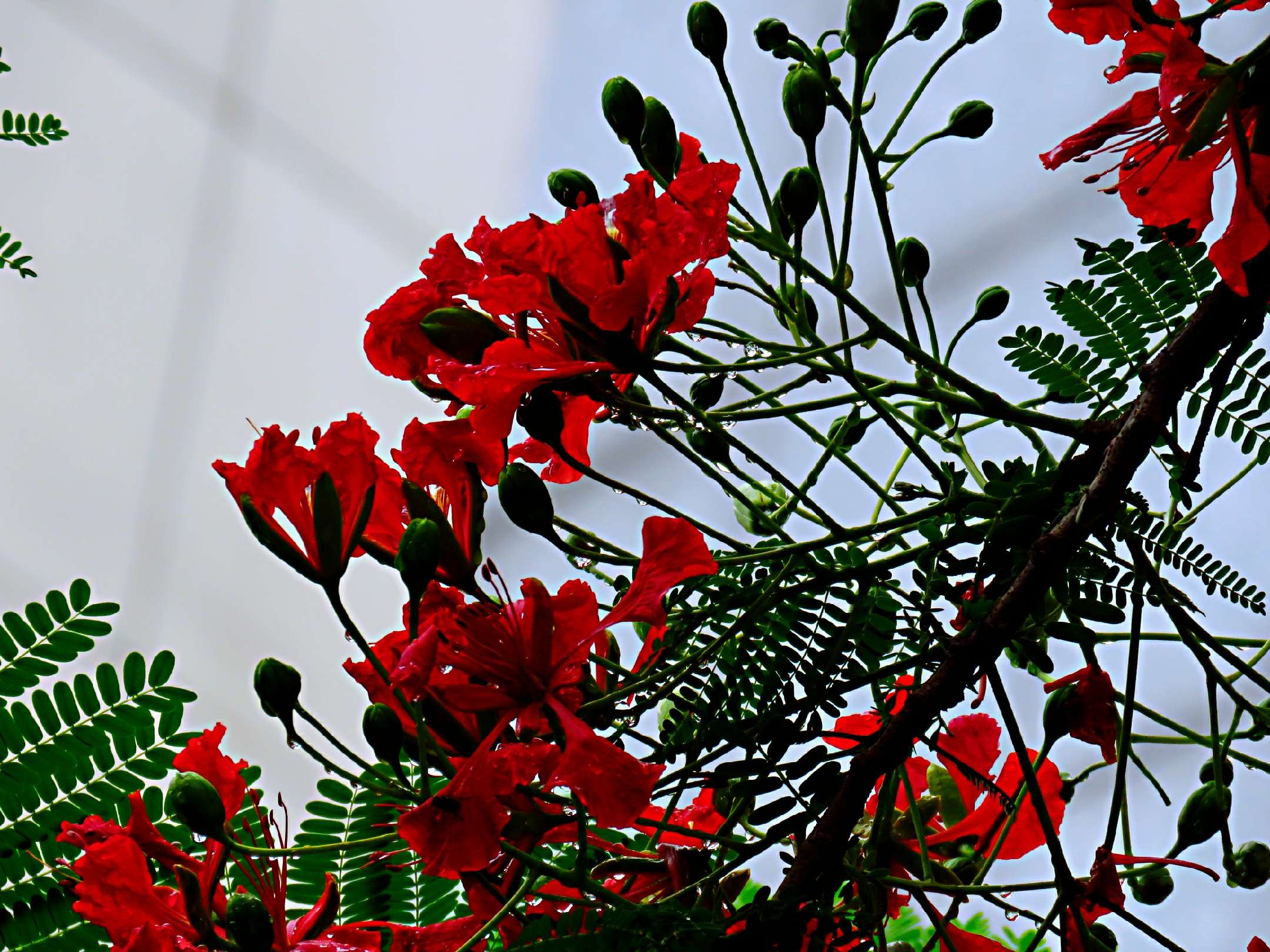 藍花楹和紅花楹的區別