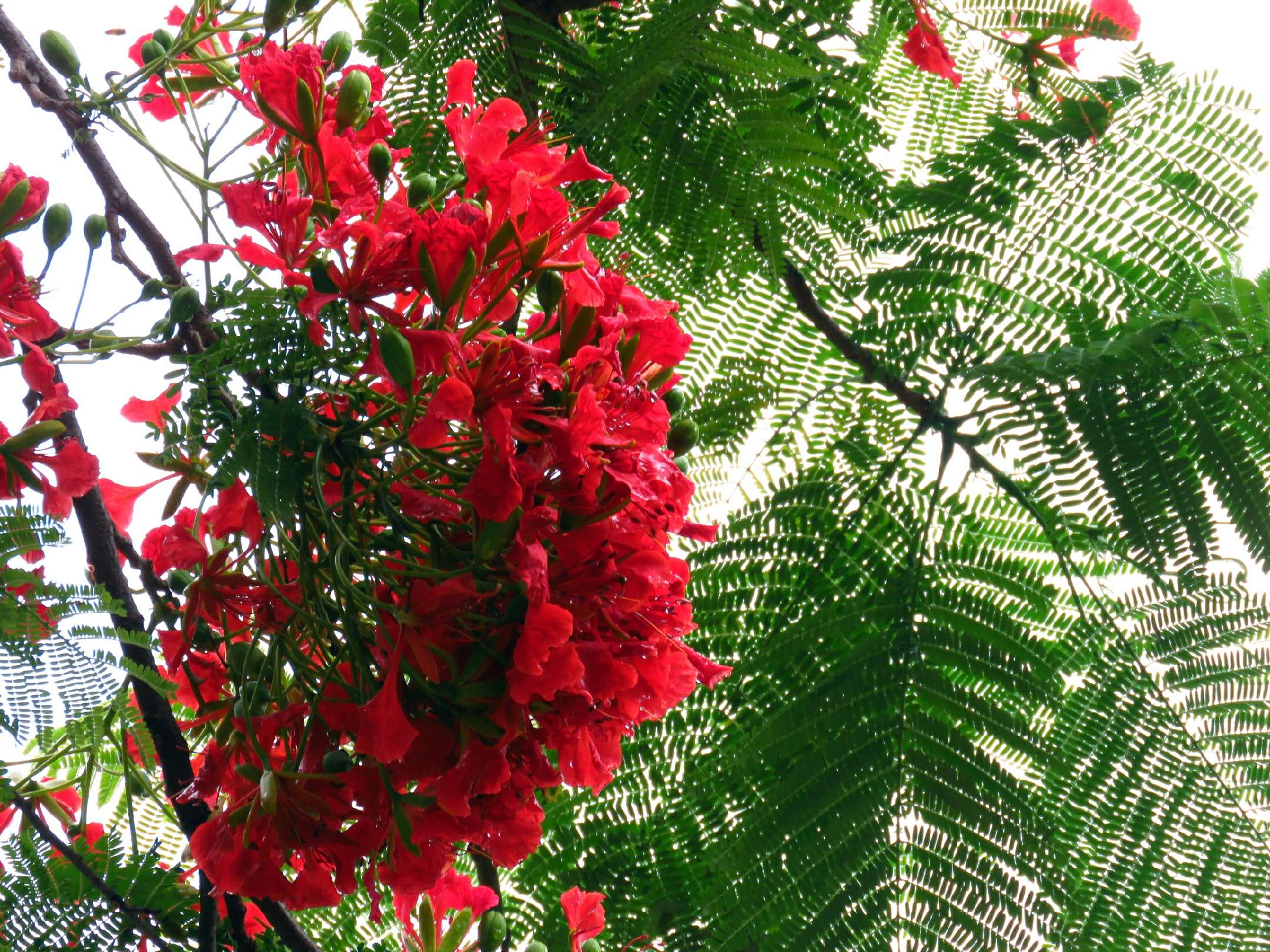 藍花楹和紅花楹的區別