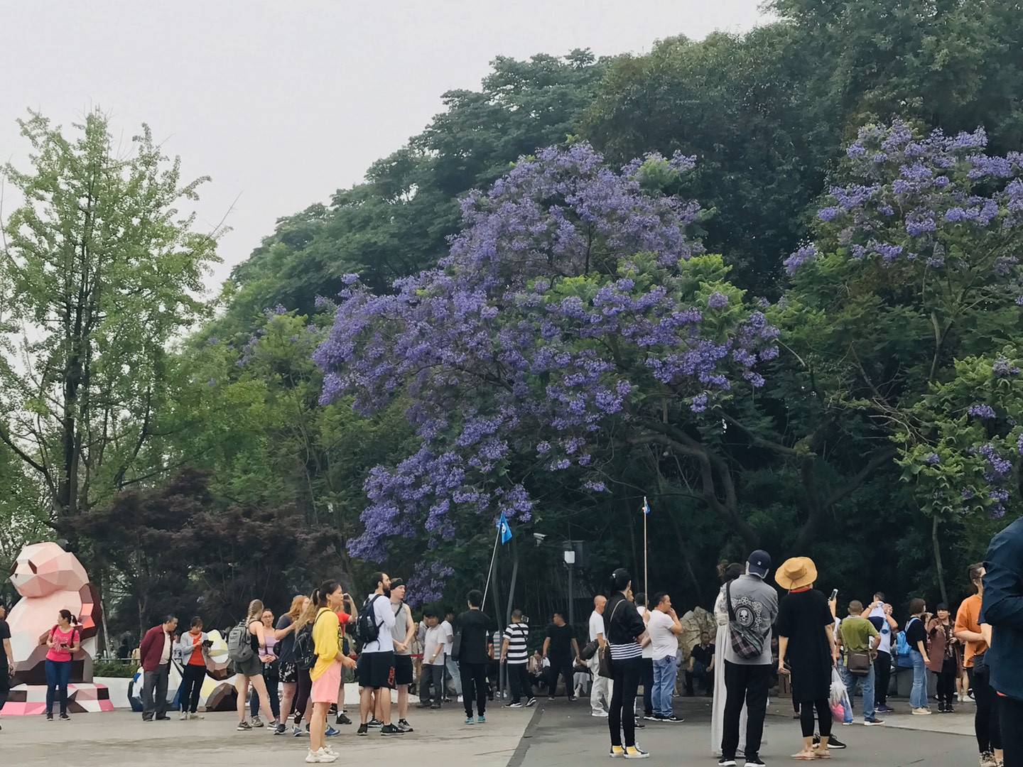 藍(lán)花楹會(huì)不會(huì)凍死?