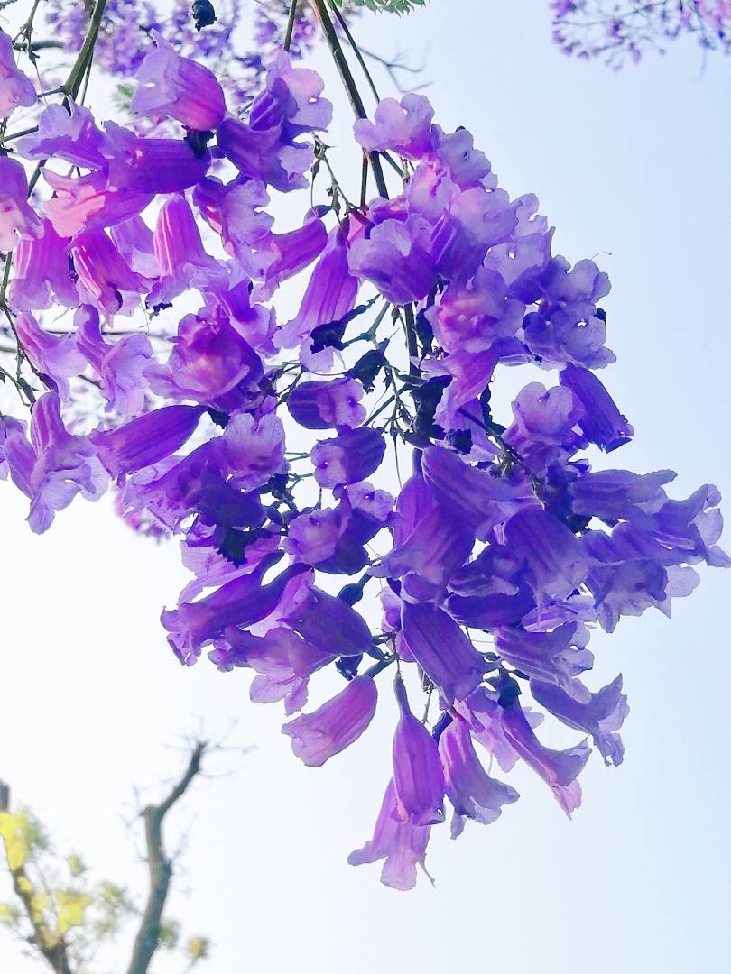 藍花楹小苗圖片